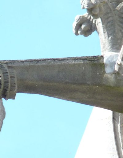 Gárgola de la Catedral de Cork (Irlanda). Es un animal real: un león.