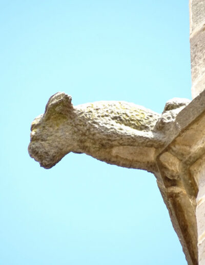 Gárgola de la Iglesia de Santa María la Mayor de Valderrobres (Teruel). Es un animal real: un perro.