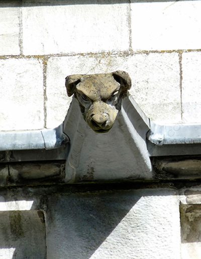 Gárgola de la Catedral de Cork (Irlanda). Es un animal real: un perro.