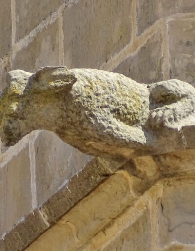 Gárgola de la Iglesia de Santa María la Mayor de Valderrobres (Teruel). Es un animal real: un perro.