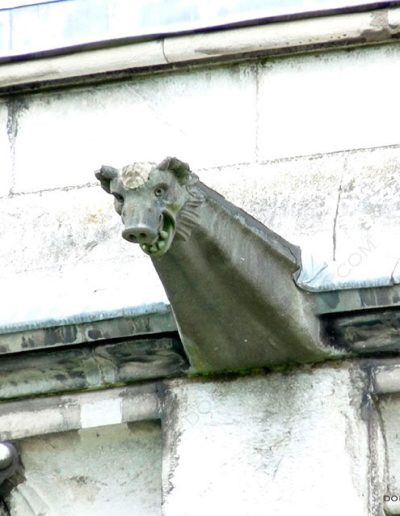 Gárgola de la Catedral de Cork (Irlanda). Es un animal real: un jabalí.