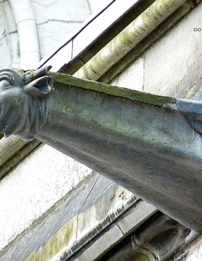 Gárgola de la Catedral de Cork (Irlanda). Es un animal real: un bóvido.