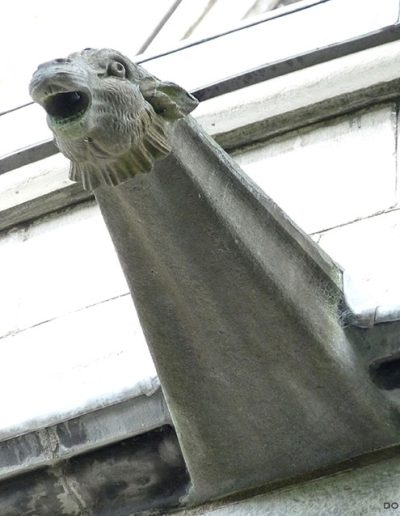 Gárgola de la Catedral de Cork (Irlanda). Es un animal real: un asno.