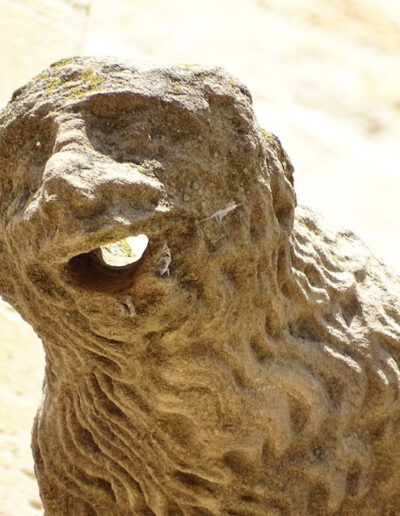 Gárgola de la Iglesia de Santa María la Mayor de Valderrobres (Teruel). Es un animal real: un león.