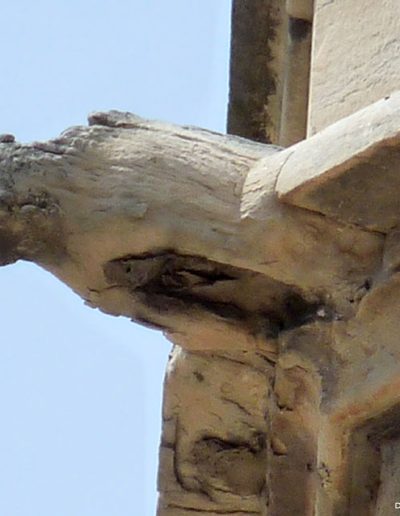 Gargoyle on the Cathedral of Lleida. A real animal: a dog.