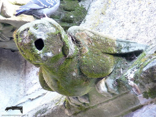 Gárgola de la Catedral de Cahors (Francia). Es un animal mitológico: una harpía.