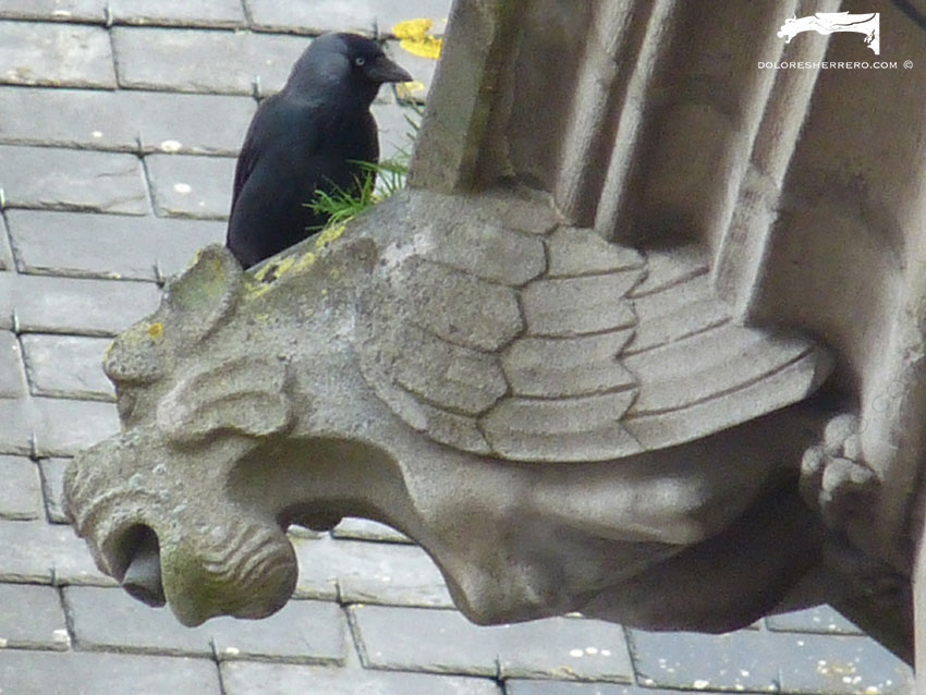 The Gargoyles on the Provincial Palace in Bruges