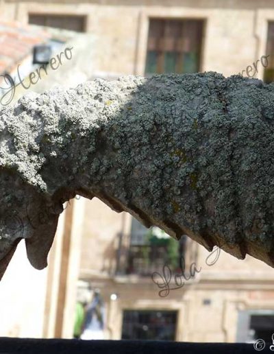 gárgolas animales insólitos
