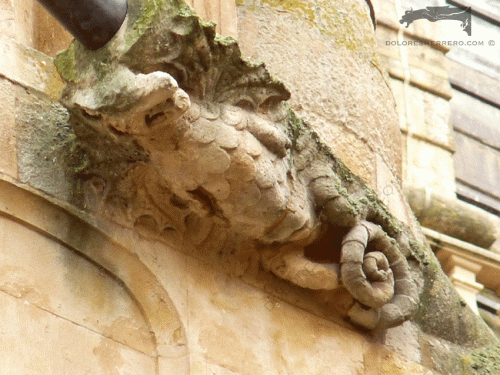 dragon en gargolas