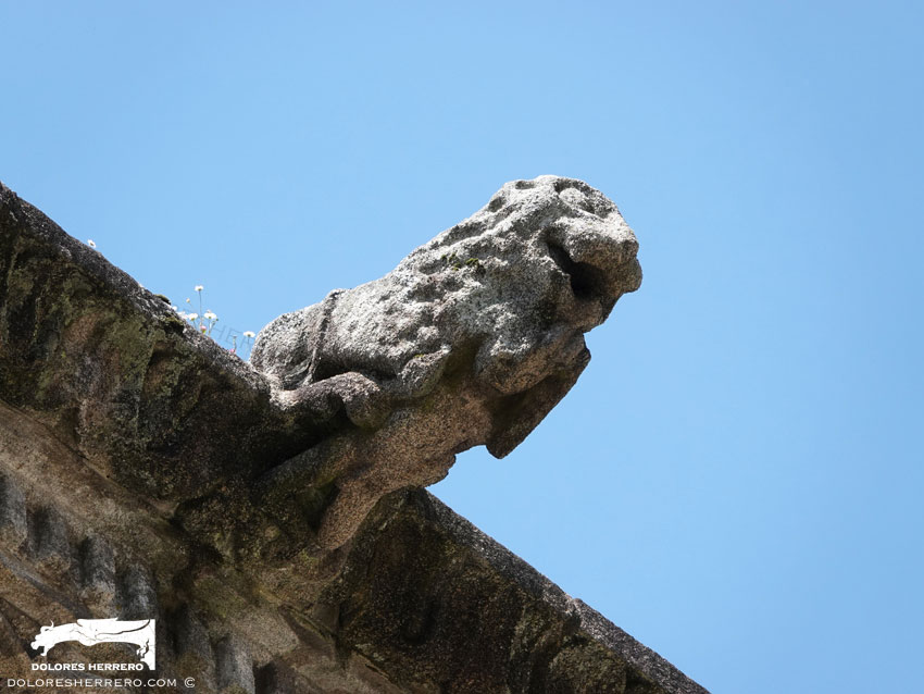 Gárgola del Hostal dos Reis Católicos (Santiago de Compostela). Es un animal real: un león.