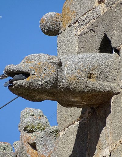 Gárgola de la Iglesia Colegiata de San Martín de Tours de Bonilla de la Sierra (Ávila). Es un animal real: un perro.
